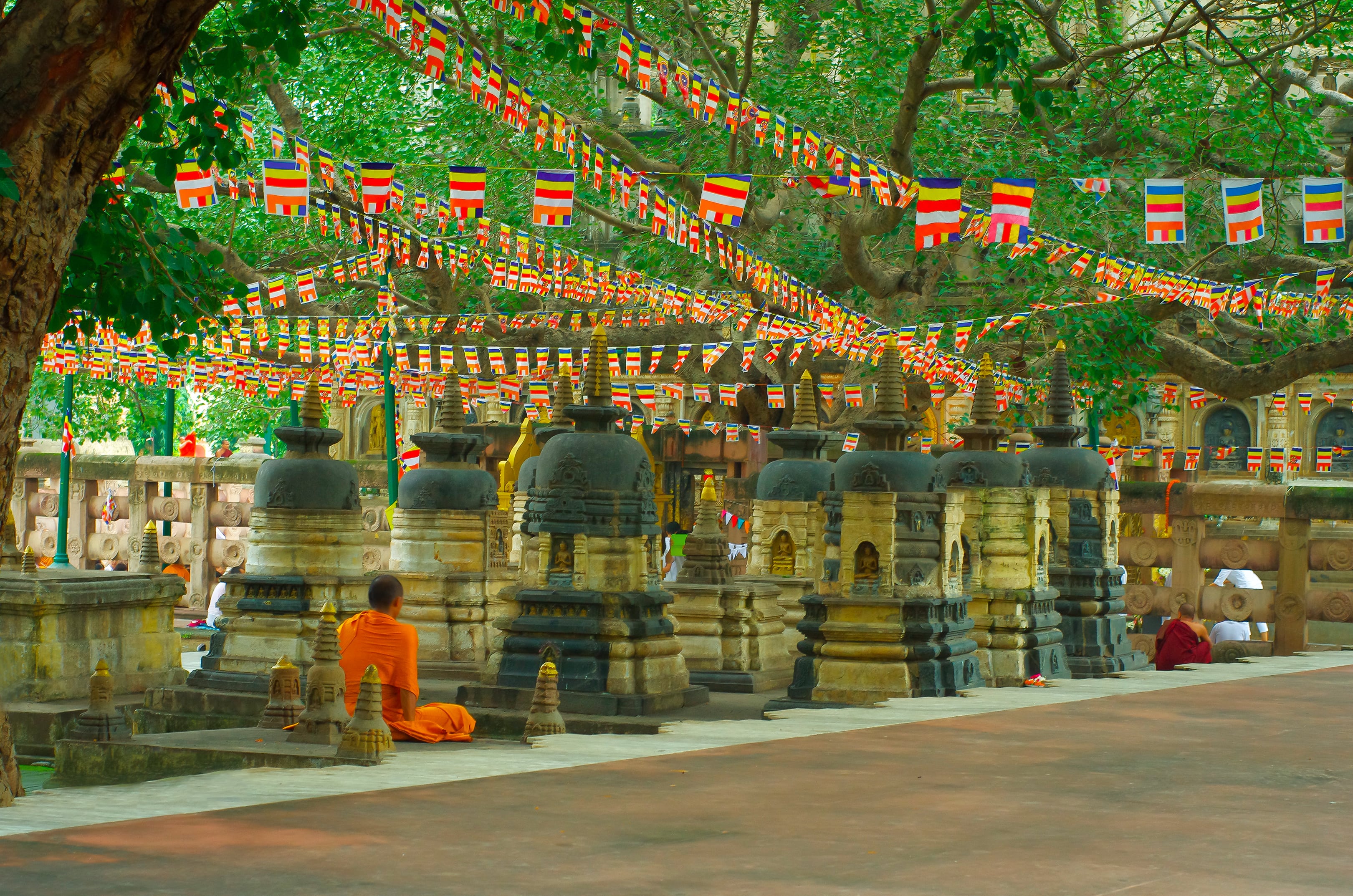 Drzewo Bodhi Banyan blog (2).jpg